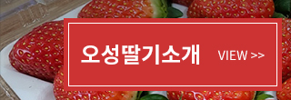 오성딸기소개